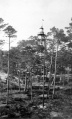 Gotska Sandön fyr med skog 1919.jpg